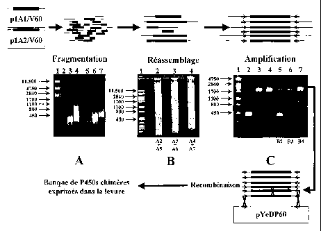 Une figure unique qui représente un dessin illustrant l'invention.